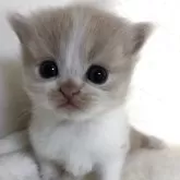 ブリティッシュショートヘア