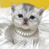 ブリティッシュショートヘア