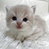 ブリティッシュショートヘア