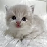 ブリティッシュショートヘア【静岡県・男の子・2025年11月12日・クリームアンドホワイト ロング】の写真1