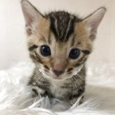 ベンガル