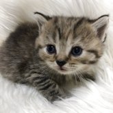 ブリティッシュショートヘア