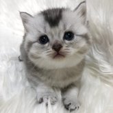 ブリティッシュショートヘア