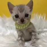 ベンガル