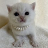 ブリティッシュショートヘア