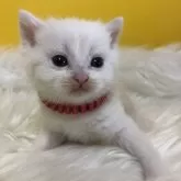 ブリティッシュショートヘア