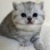 ブリティッシュショートヘア