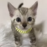 ベンガル