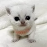 ブリティッシュショートヘア