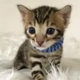 ベンガル