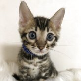ベンガル