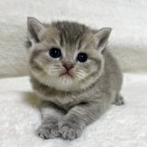 ブリティッシュショートヘア