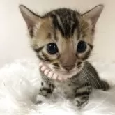 ベンガル