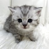 ブリティッシュショートヘア