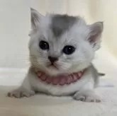 ブリティッシュショートヘア