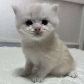 マンチカン(長足)