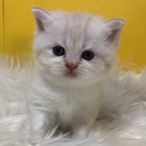 ブリティッシュショートヘア