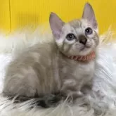 ベンガル【静岡県・男の子・2025年7月21日・シールスポテッドリンクスポイント】の写真2