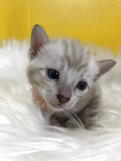 【中古】 子猫かわいい/どうぶつ出版/植木裕幸 二木康裕ブリーダーのブログ｜うずちゃんの子猫たち💖(21.6.17