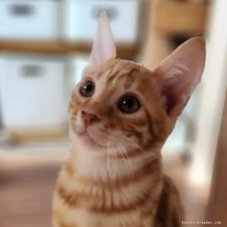 ID：2401-01465の子猫