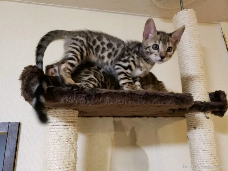 ID:1812-00865の子猫