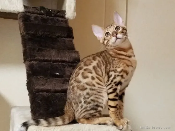 ID：1803-01404の子猫