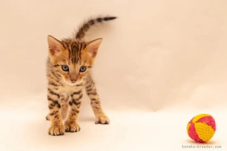 ID:2201-00585の子猫