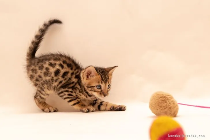 Y.M 様のお迎えした子猫