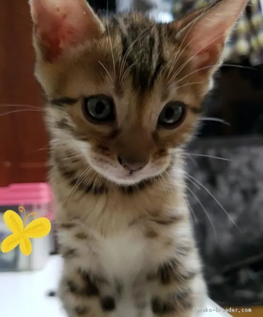 カフェオレ 様のお迎えした子猫