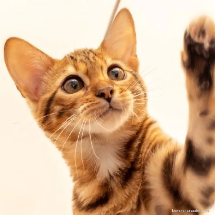 ID：2306-00639の子猫