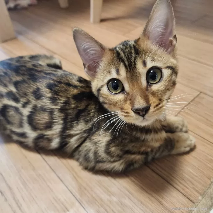 ID:2312-02603の子猫