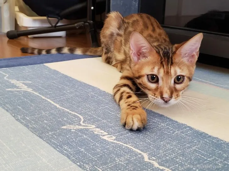 ID：1908-00735の子猫