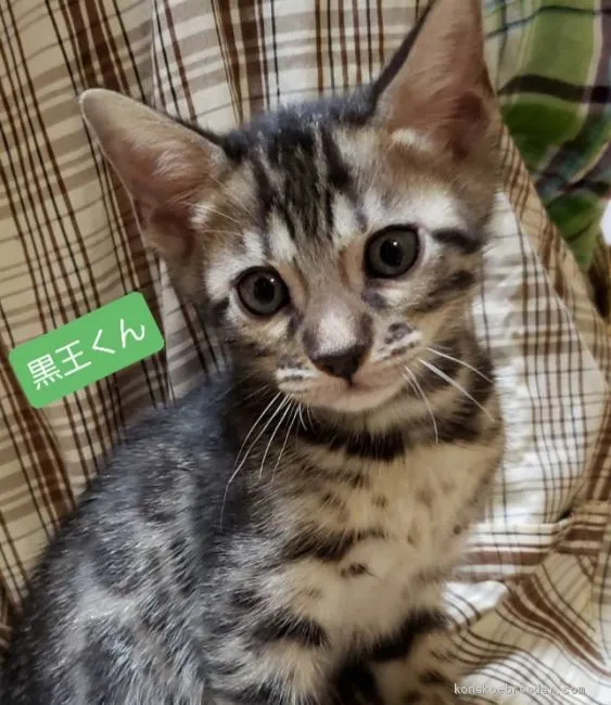 Kaori 様のお迎えした子猫