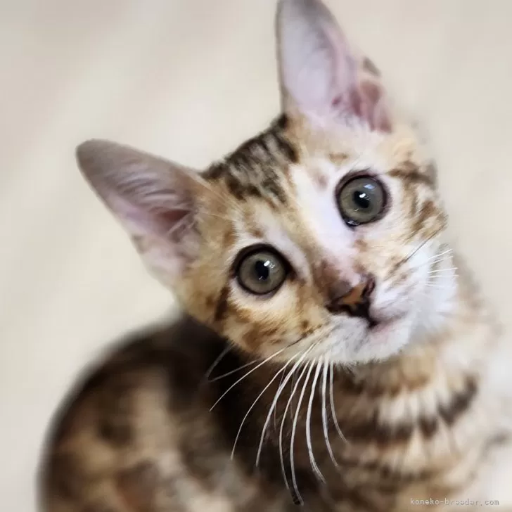 ID：2403-00327の子猫