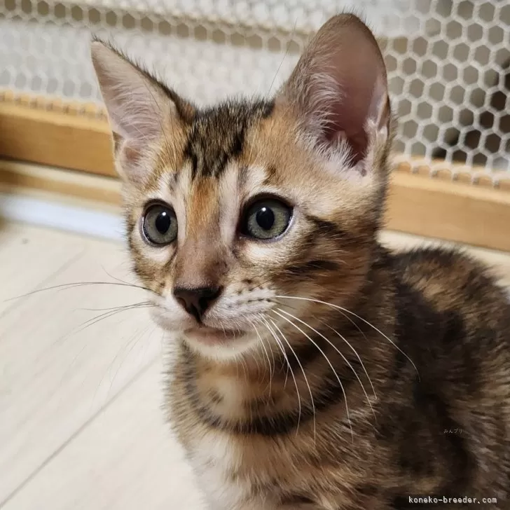 ID：2406-01989の子猫