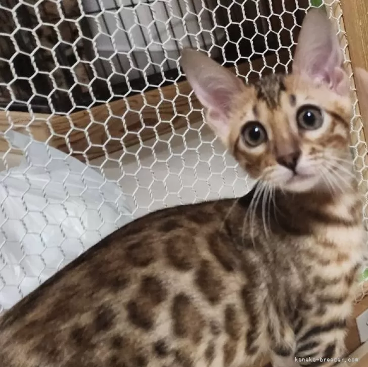 ID:2404-02809の子猫