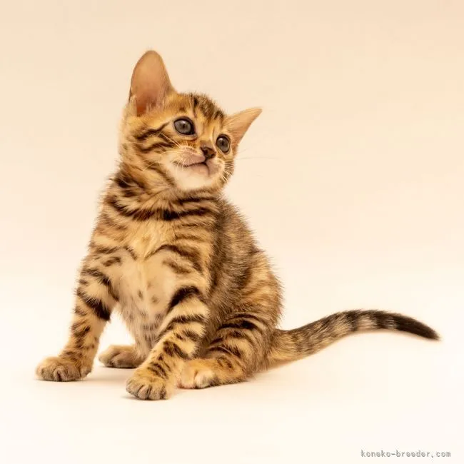 H.O 様のお迎えした子猫