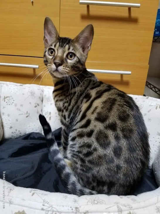 ID：1710-01219の子猫