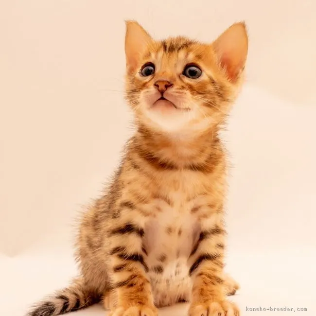 T.M 様のお迎えした子猫