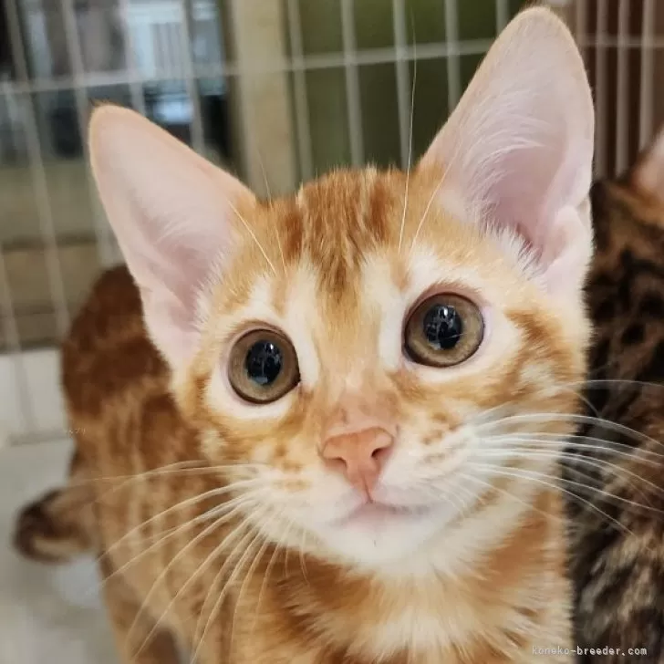 ID：2407-01843の子猫