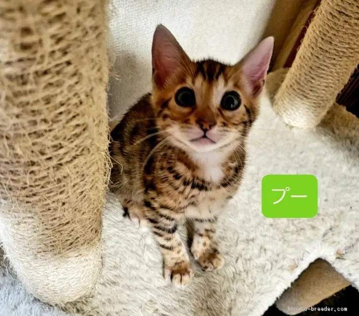 ID：2004-02166の子猫