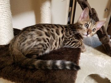 ベンガル【神奈川県・男の子・2017年5月15日・ブラウンスポッテッドタビー】の写真「人懐っこい甘えん坊の男の子」