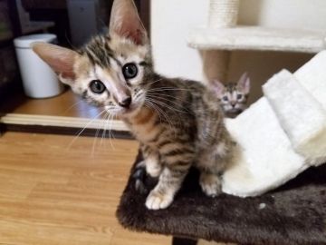 ベンガル【神奈川県・女の子・2017年9月11日・ブラウンスポテッドタビー】の写真「レアカラーのヤンチャで元気な女の子」