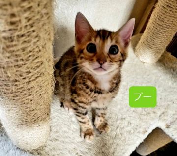 ベンガル【神奈川県・男の子・2020年3月2日・ブラウンスポテッドタビー】の写真「元気でやんちゃな男の子」
