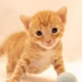 ベンガル【神奈川県・男の子・2022年11月16日・ブラウンスポテッドタビー (ロゼット)】の写真1「12/10撮影」