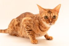 ベンガル【・女の子・2020年1月9日・ブラウンスポテッドタビー(短毛)】