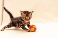 ベンガル【神奈川県・男の子・2021年11月1日・ブラウンマーブル】の写真4