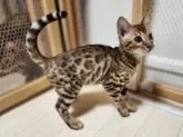 ベンガル【神奈川県・男の子・2023年10月24日・ブラウンスポテッドタビー(ロゼット)】の写真4