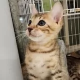 ベンガル【神奈川県・男の子・2024年5月12日・ブラウンスポテッドタビー(ロゼット)】の写真4