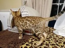 ベンガル【神奈川県・男の子・2018年2月5日・ブラウンスポテッドタビー】の写真4「5月13日撮影」